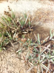 Juncus lomatophyllus