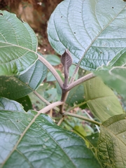 Callicarpa tomentosa