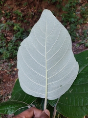 Callicarpa tomentosa