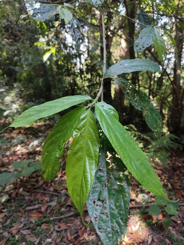 Oreocnide integrifolia observed 2023-02-15