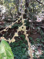 Oreocnide integrifolia