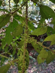 Oreocnide integrifolia