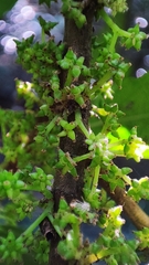 Oreocnide integrifolia