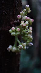 Oreocnide integrifolia