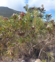 Protea longifolia