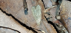 Lepidoptera