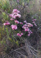 Phaenocoma prolifera