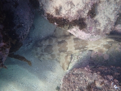 Orectolobus maculatus