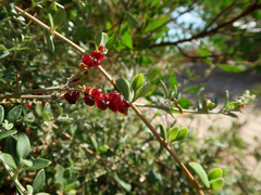Rhagodia candolleana