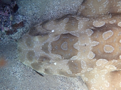 Orectolobus maculatus