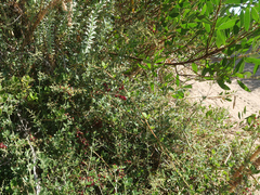 Rhagodia candolleana