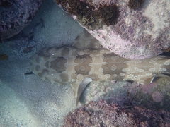 Orectolobus maculatus