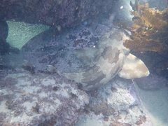 Orectolobus maculatus