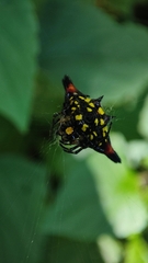 Gasteracantha geminata