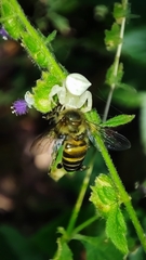 Thomisus spectabilis