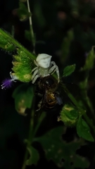 Thomisus spectabilis