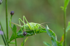 Tettigonia