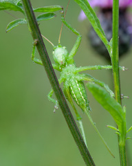Tettigonia