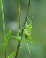 Tettigonia
