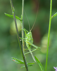 Tettigonia