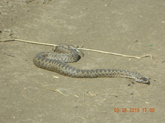 Vipera renardi
