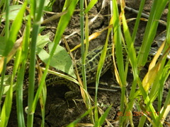 Lacerta agilis exigua