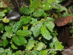 Elatostema parvum