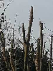 Dendrocopos major