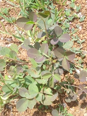 Crotalaria