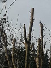 Dendrocopos major