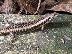 Concinnia tenuis