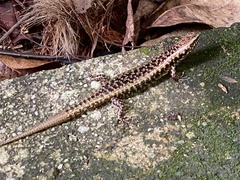 Concinnia tenuis