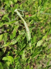 Archimantis sobrina