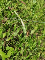 Archimantis sobrina