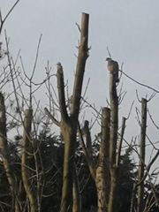 Dendrocopos major