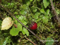 Lycianthes lysimachioides