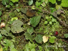 Lycianthes lysimachioides