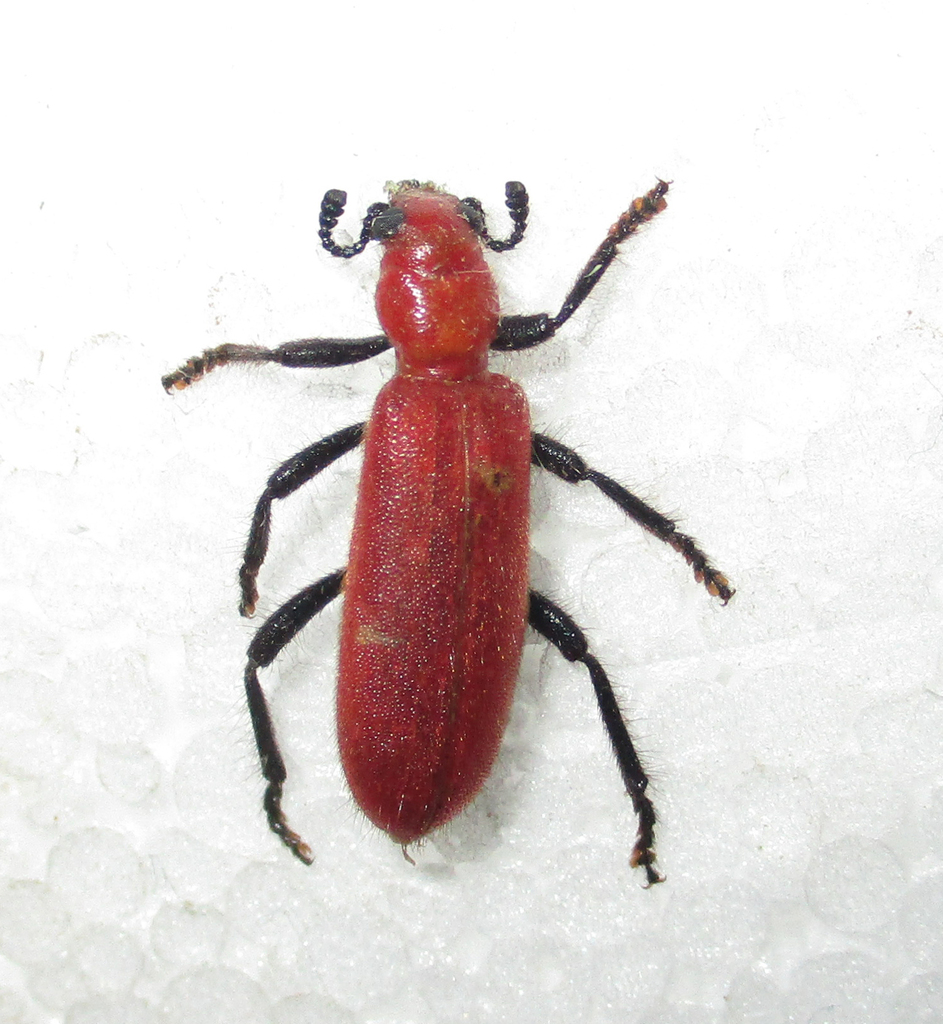 Aphelochroa sanguinea