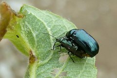 Phratora vulgatissima