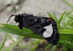 Psychomorpha epimenis