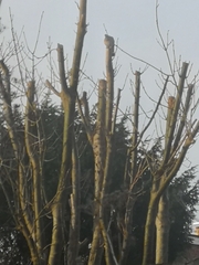Dendrocopos major