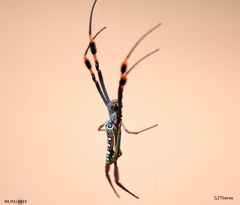 Trichonephila senegalensis annulata