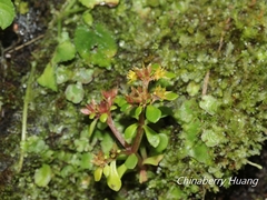 Sedum actinocarpum