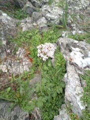 Valeriana italica