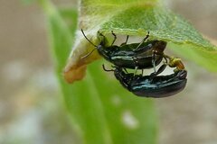 Phratora vulgatissima