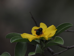 Xylocopa bombylans