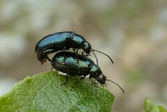 Phratora vulgatissima