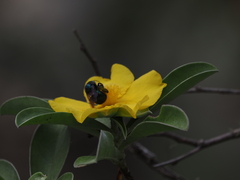 Xylocopa bombylans