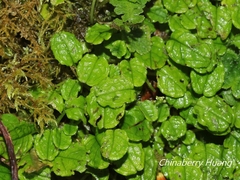 Trigonotis formosana elevatovenosa