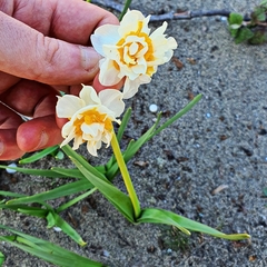Narcissus tazetta